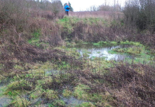 A wet grassland survey in Basingstoke