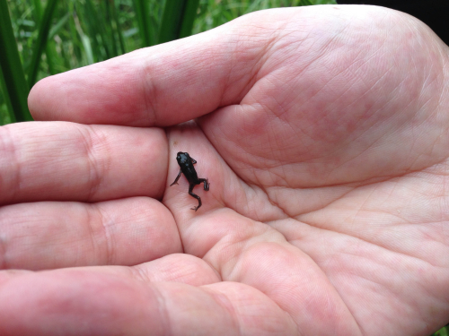 Coppermill stream amphibian ID