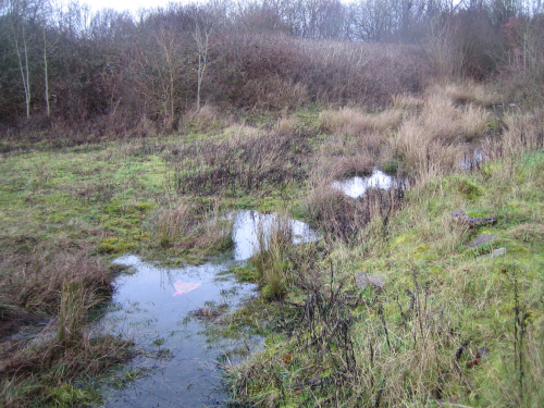 Grassland survey in Basingstoke, Hampshire