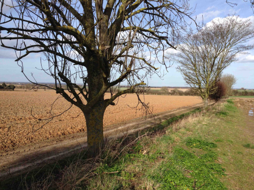 Hedgerow Survey, Kent