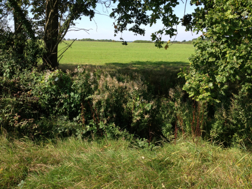 School Hedgerow survey
