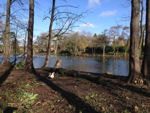 Mary Stevens Park