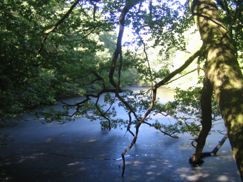 Pond life at Scotney Castle