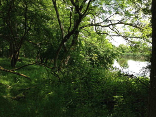 Pond Survey, Wiltshire