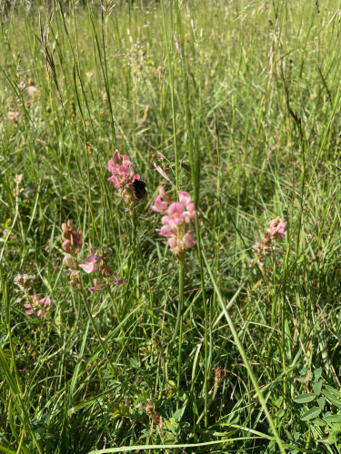 Sainfoin in my local meadow