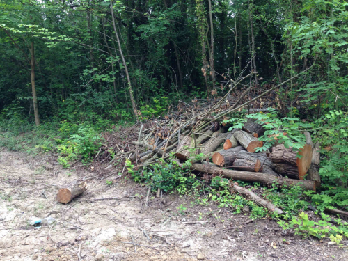 Sustrans cycle path microhabitats
