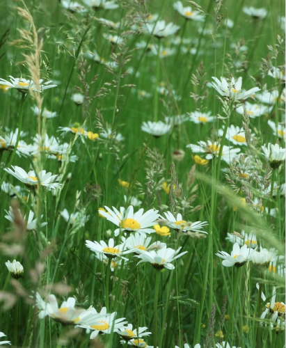 Wildflower meadow creation