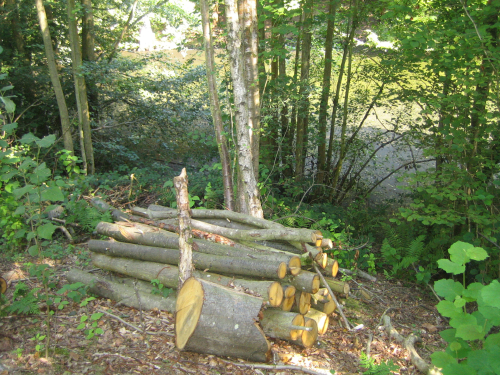 Wood stacked for invertebrates