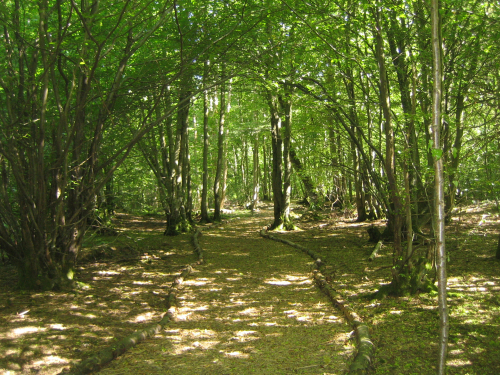Woodland management